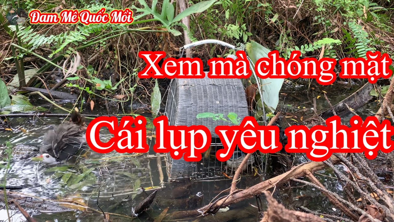 Bẩy Quốc- Về nhà xem lại líp chống mặt đau đầu luôn.