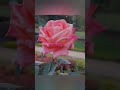 Rose garden