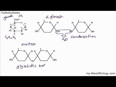 AQA AS Biology 3.1.2 - Carbohydrates - www.examvault.net