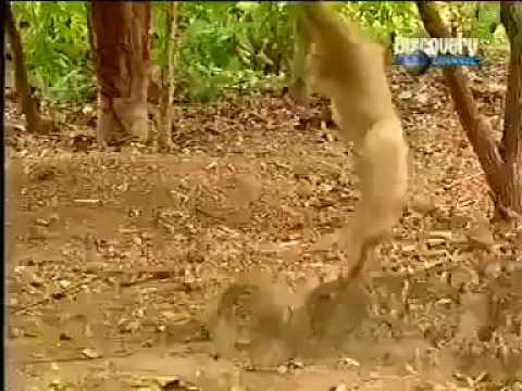 Bu Maymun Tam Dayklık (Komik maymun videoları)
