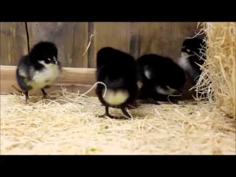 Black chicks Black chicks
