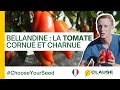 Découvrez la variété de tomate BELLANDINE au potager - #HowToGrow | HM.CLAUSE