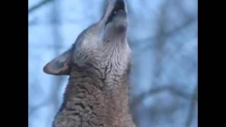 صوت الذئب