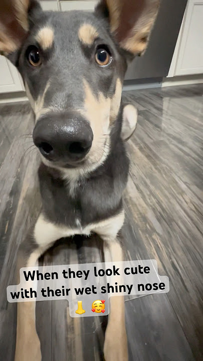 Let me Boop that nose . #cutenessoverload