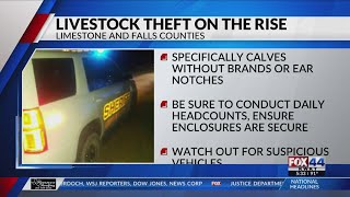 Cattle theft on the rise in Central Texas counties