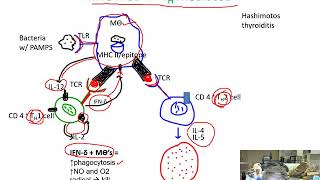 Ch 18 Immune disorders III Hypersensitivites TIV Su 20