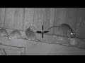 Ratting in pig farm at night 2023  rat hunting  rats shooting with thermal scope