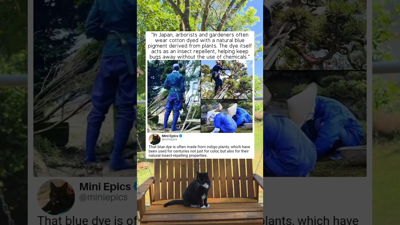 JAPANESE INDIGO CLOTHING! 🪡 Natural Insect Repellent Hack! 