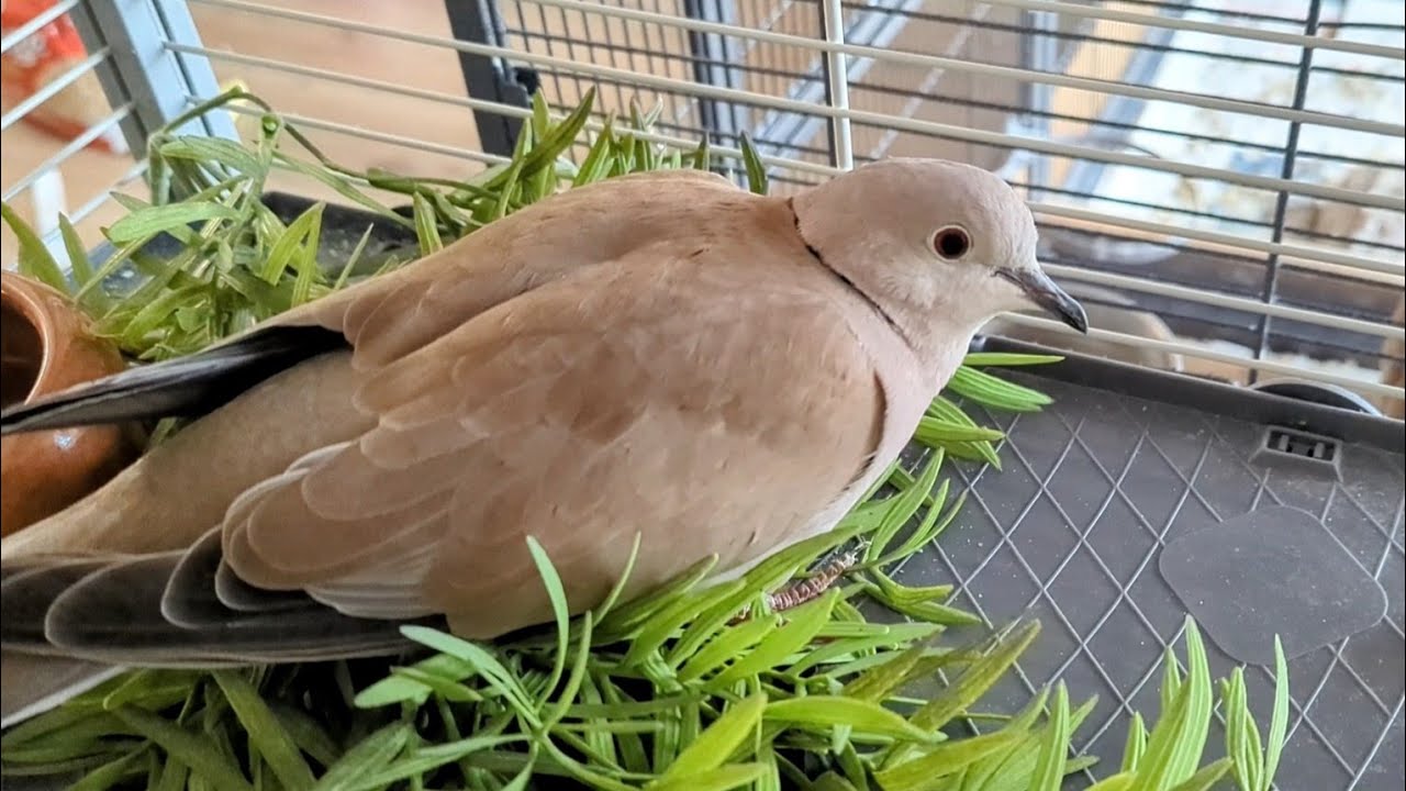 Is this a ringneck dove? : r/PetDoves