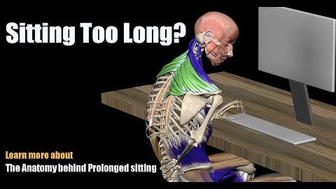 Pain from Sitting Too Long? The Anatomy behind Prolonged sitting