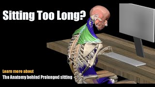 Pain from Sitting Too Long? The Anatomy behind Prolonged sitting