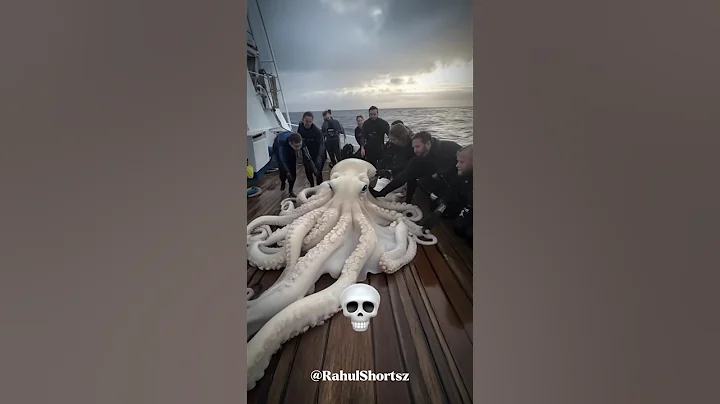 Big Octopus Can't be Scary💀