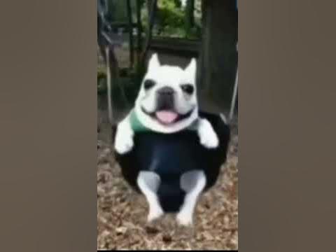 Собака качается на качеле под крутую музыку 1 час - YouTube