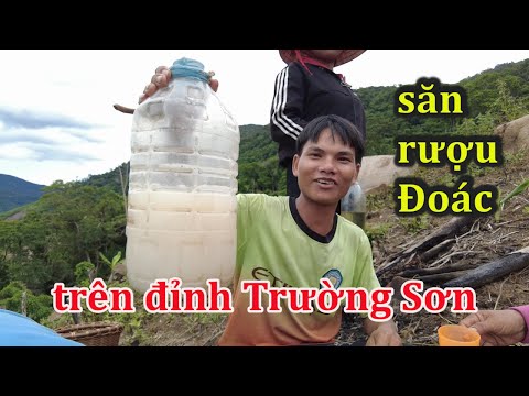 Video Săn lùng rượu Đoác, thứ rượu trời quý hiếm trên đỉnh... - youtube