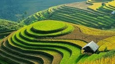 Beautiful Rice Terraces (Paddy Fields) in BALI (Indonesia)