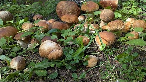 PICKING WILD MUSHROOMS Solo IN Remote CANADIAN Mountains!! GIANT KING BOLETE, PORCINI
