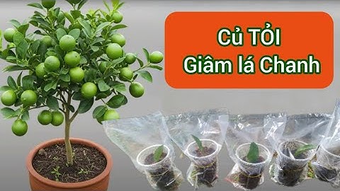 Review Giâm Lá chanh bằng TỎI ĂN.#câygiống #caytrongnha #caygiongcongnghe