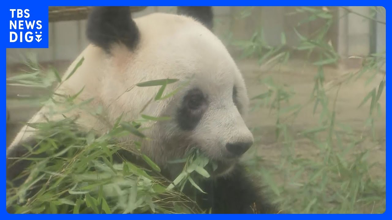 上野動物園パンダ「シャンシャン」が動物園を出発 夕方にも中国・四川