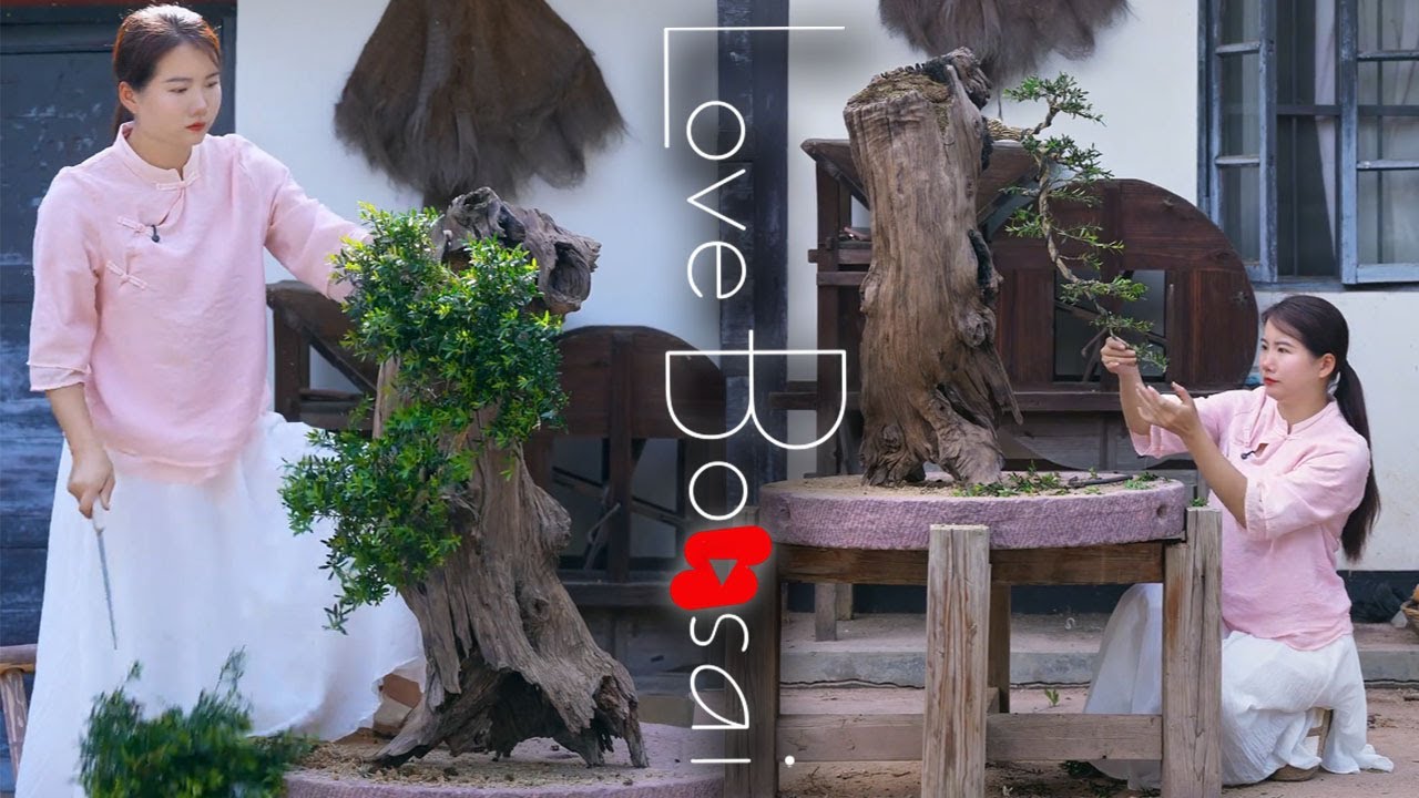 Bonsai grafted driftwood - love bonsai #lovebonsai #bonsai #bonsaitree