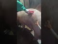 二師兄就是不往那邊走，趕豬太累了
