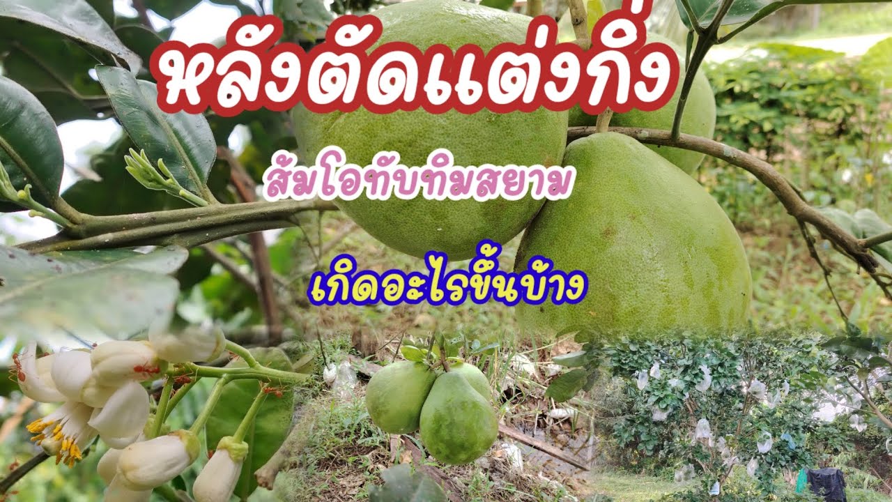 สิ่งที่ควรรู้ก่อนตัดแต่งกิ่งส้มโอทับทิมสยาม กิ่งแบบใหนจะติดดอกออกผลคลิปนี้มีบอก