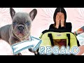 REGALO UN BULLDOG FRANCESE A MIA SORELLA, IL SUO SOGNO! 🐕 *finito male*