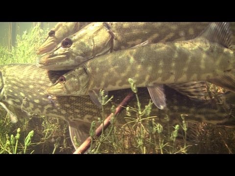 Video: When The Pike Spawns