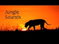 AFRICAN JUNGLE SOUNDS | Relaxing birdsong in the rain