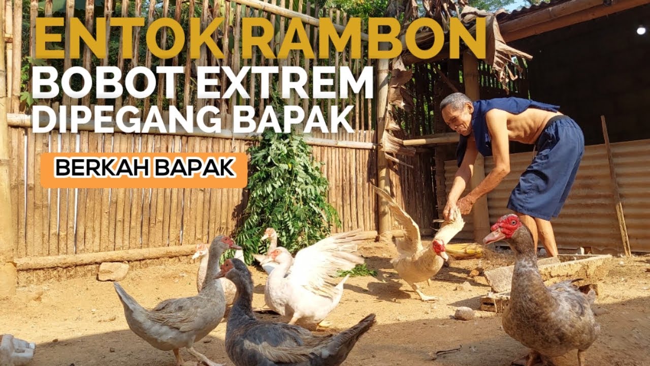 TERNAK ENTOK RAMBON BOBOT MAKSIMAL ! Senja & Entok Di Belakang Rumah ...