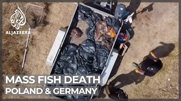 Mystery surrounds mass fish death in Oder River
