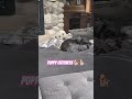 So cute when they are sleeping! #viral #puppy #fypシ゚viral #shorts #cute #dogmom #precious #lazy