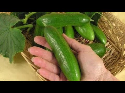 Βίντεο: Πώς να καλλιεργήσετε κυκλάμινα