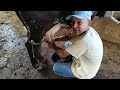 TIRANDO LEITE NA ROÇA e tomando leite no pé da vaca
