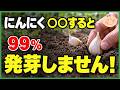 【警告】にんにくは植え付けでコレを間違えると99%発芽しません!失敗しない植え方と最強の育て方〜初心者・家庭菜園〜