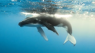 Capture the Majestic Beauty of Every Moment with Angelbird