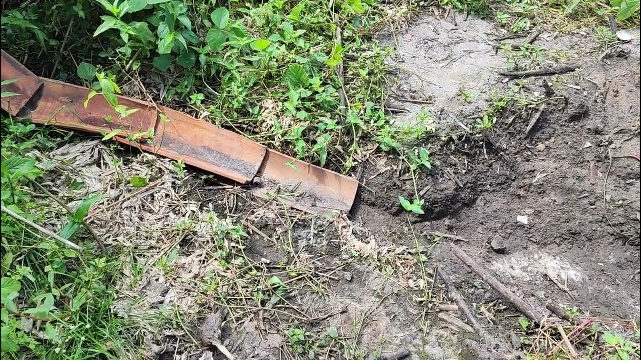 Veja o bizarro caso da barata fumando bituca de cigarro - CenárioMT