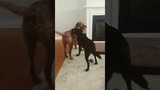 Wirehaired Vizsla and rescue dog play freeze tag  #dog #shorts