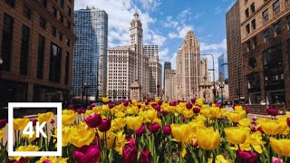 Relaxing walk through Chicago's tulip wonderland on the Magnificent Mile! Join Virtual Spring Escape