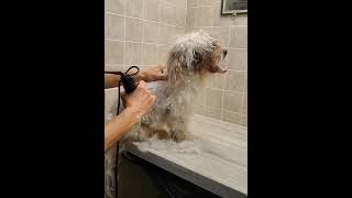 From extremely fidgety to relaxed! Matted Havanese full groom, dog grooming from home, no restraints