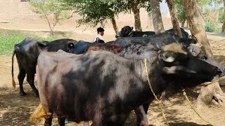 watch nili ravi buffalo and barendr for sale 2-5-2024 in Punjab Pakistan on YouTube