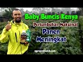 Baby Buncis Kenya, Tumbuh Maksimal,Panen Meningkat