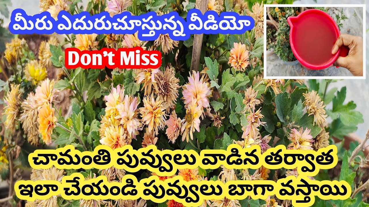ఈ చిట్కాలు పాటించండి చామంతి పువ్వులు ఆపకుండా పూస్తాయిHow to grow