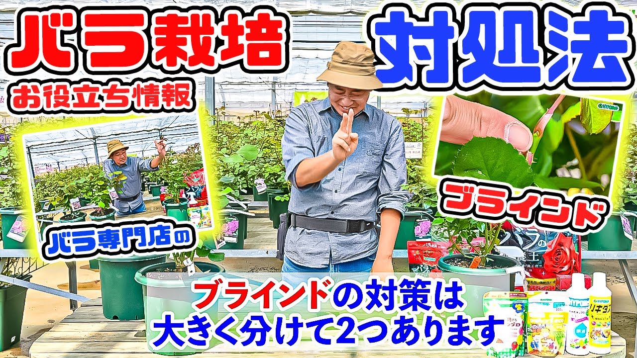【バラ栽培🌹】この時期とっても気になる【ブラインド】対処方法は”2つ”あります!【GWの大切なお知らせあります♪】高木大輔さん