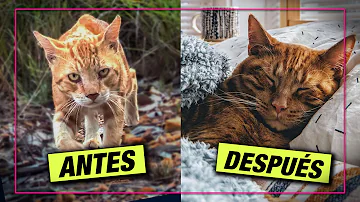 ¿Es cruel convertir a un gato de exterior en un gato de interior?