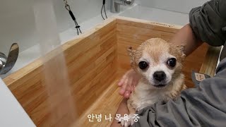 목욕 좋아하는 나는 치즈야