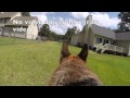 Leela the german shepherd dog (GoPro Fetch Dog Harness Review)