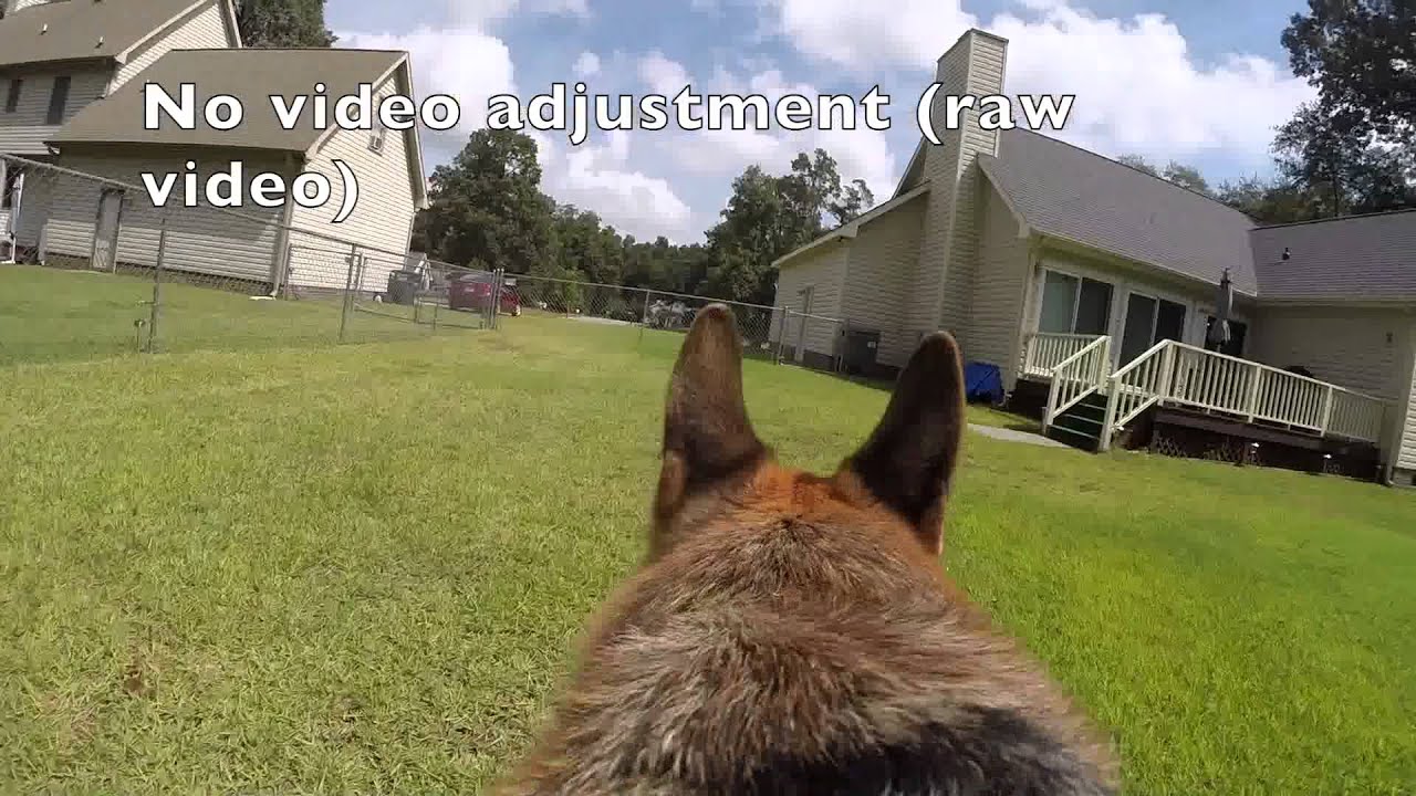 Leela the german shepherd dog (GoPro Fetch Dog Harness Review)