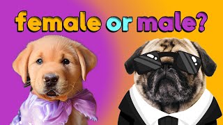 'Male vs. Female Dogs: Which One is Better for You?' by catdog 111 views 11 months ago 8 minutes, 21 seconds