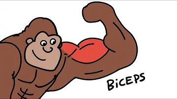 How To Gain Muscle Fast Explained By Ape