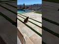 Luna 😎 #youtubeshorts #funny #puppy -#luna